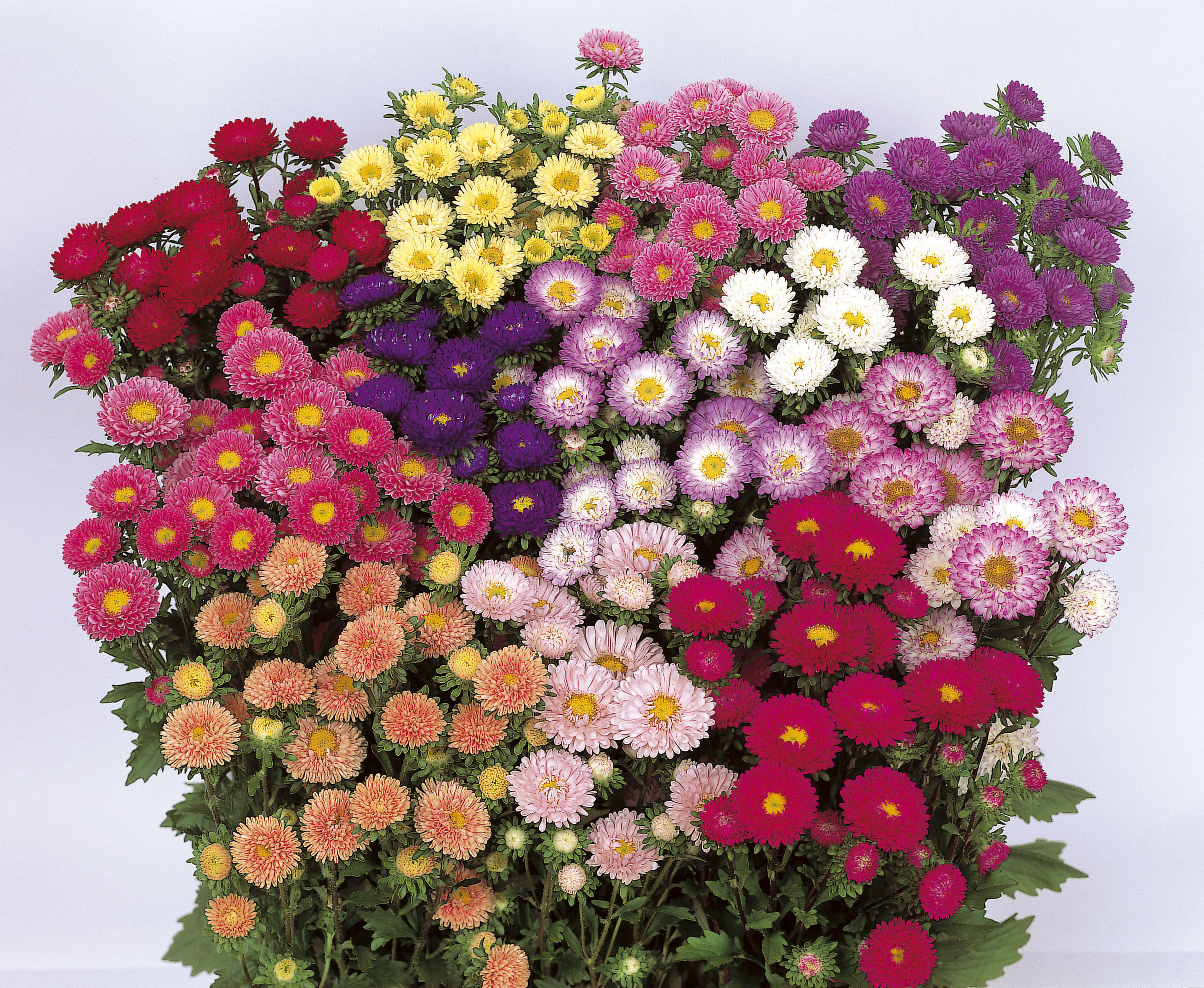 http://sakata-seed.ru/data/flowers/aster/203228_D_Matsumoto_Mix.jpg